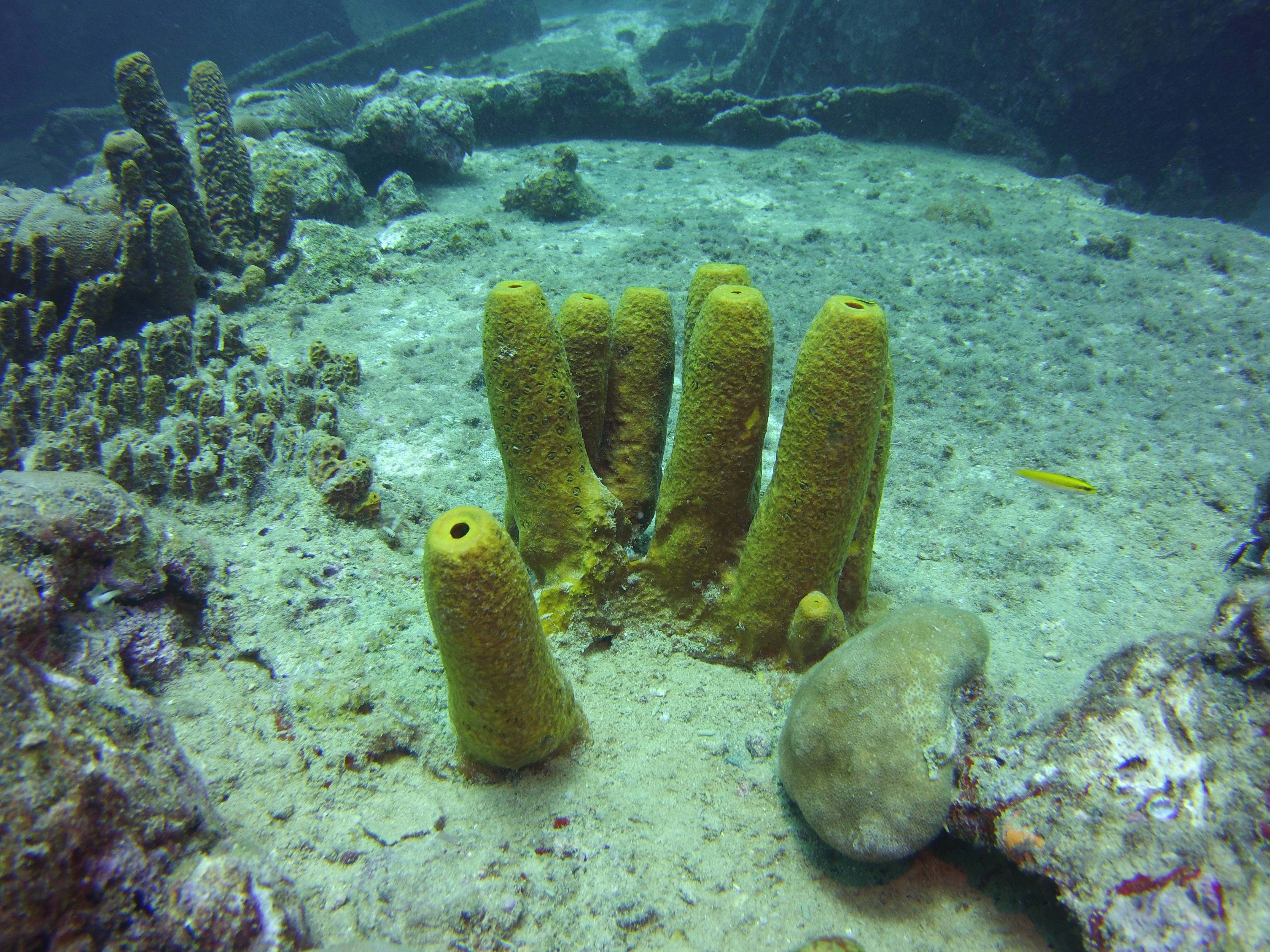 Photo of a Sponge Animal, a Porifera